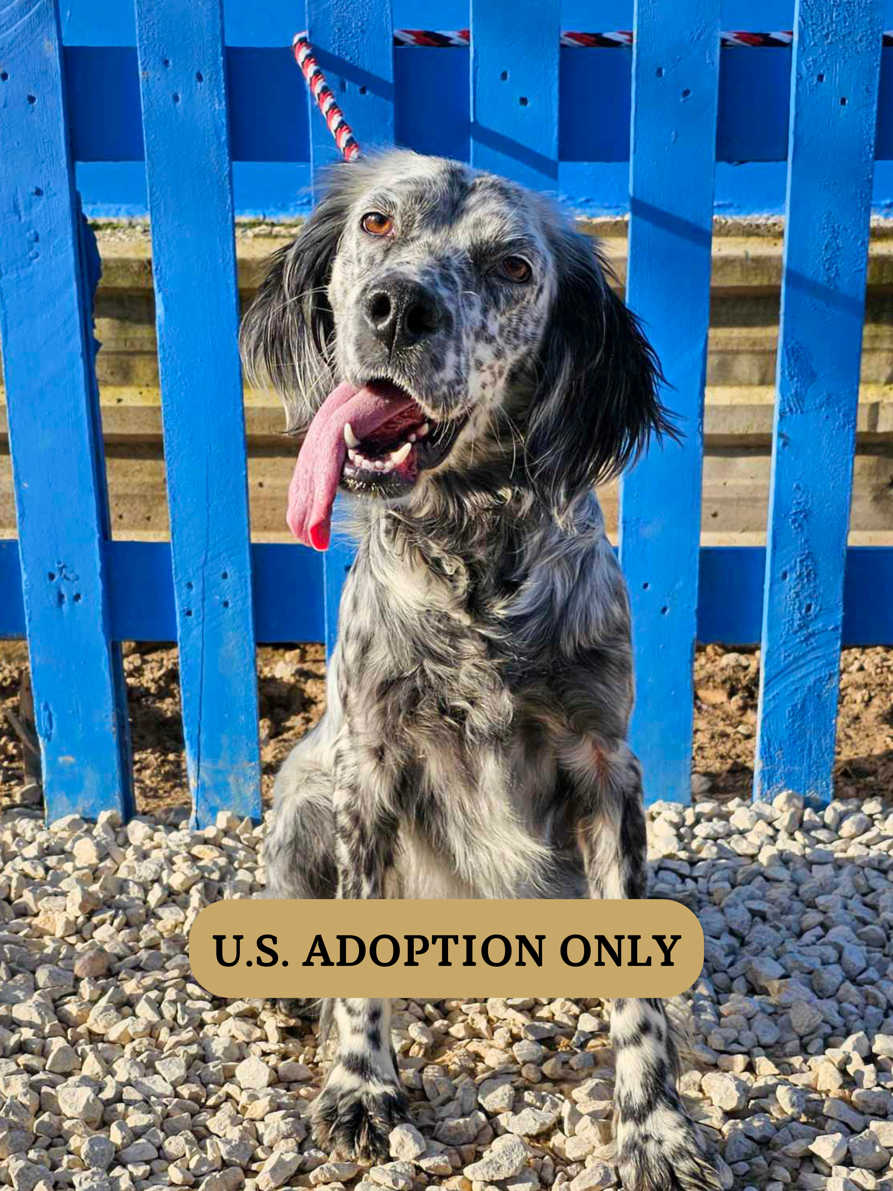 Maisie (fka Paisley) 